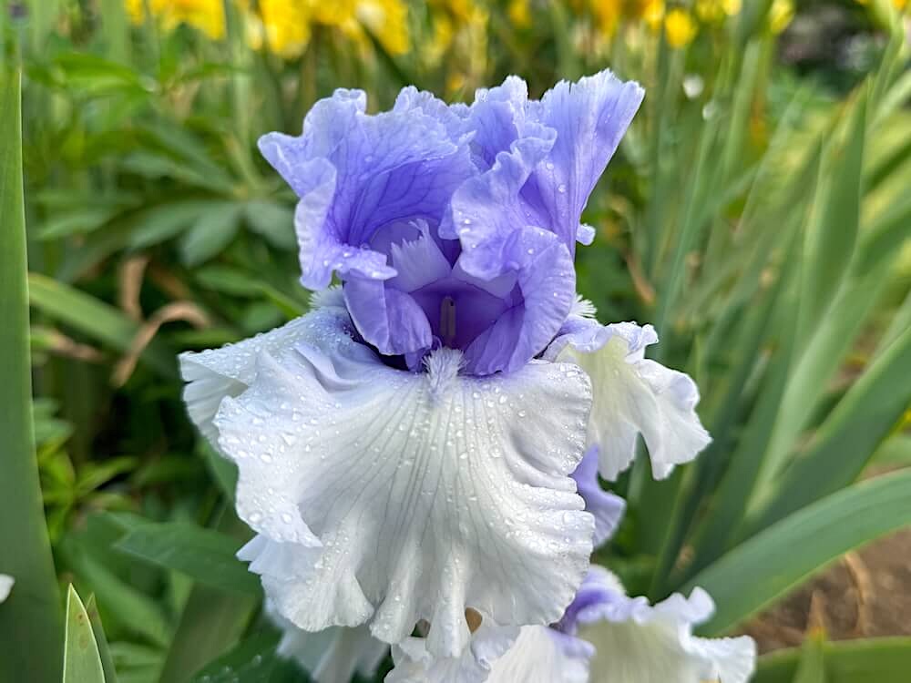 Iris 'Wintry Sky'
